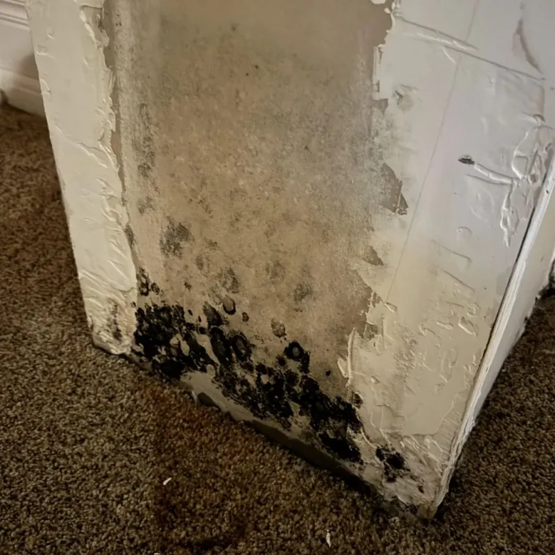 Professional Mold Removal in Somers, CT